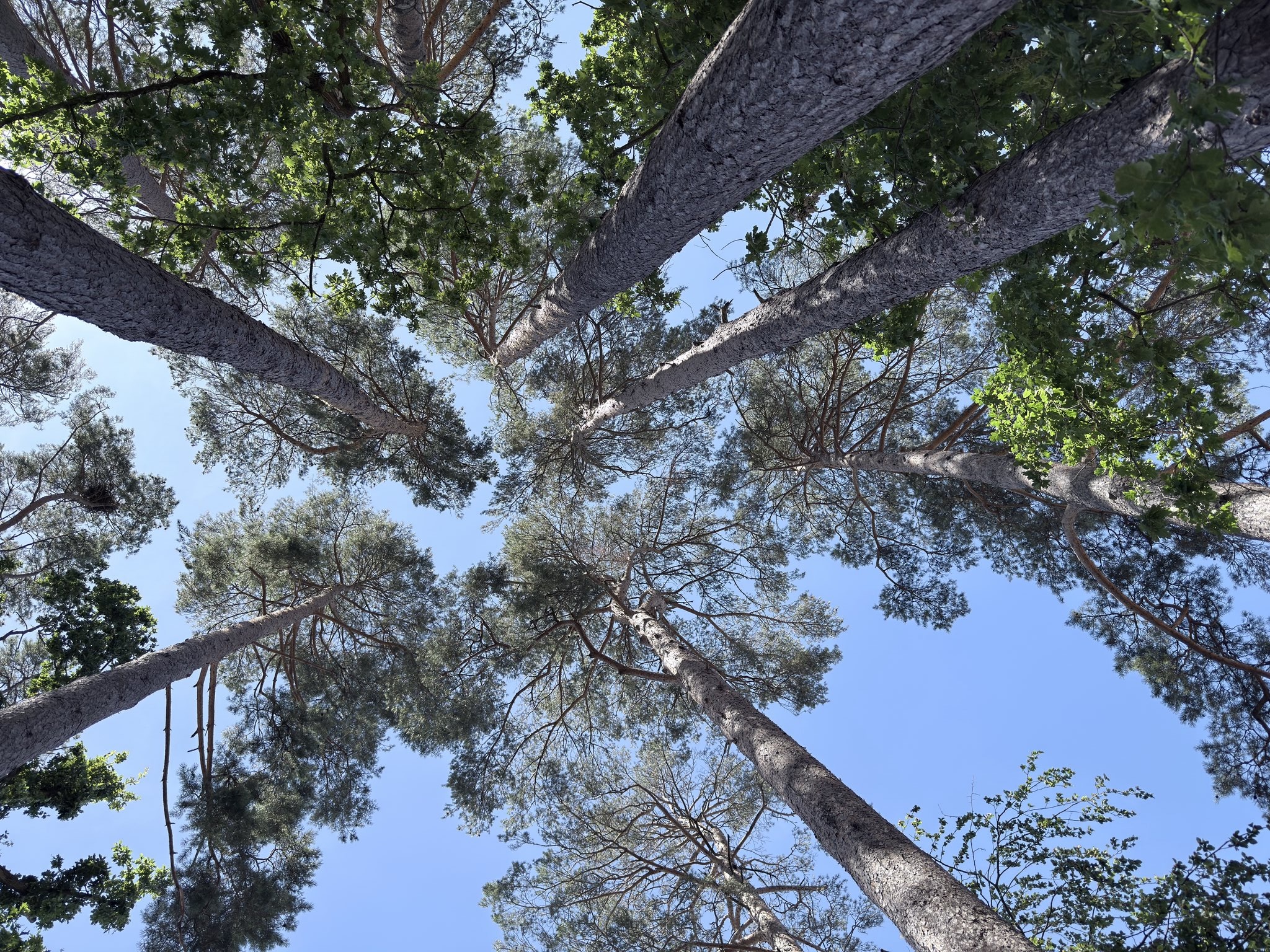 TreesLookingUp